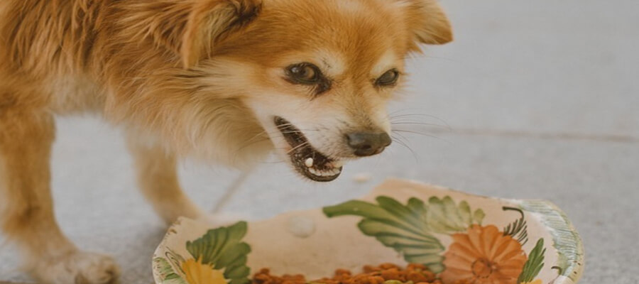 How to Stop Your Dog from Eating Too Fast